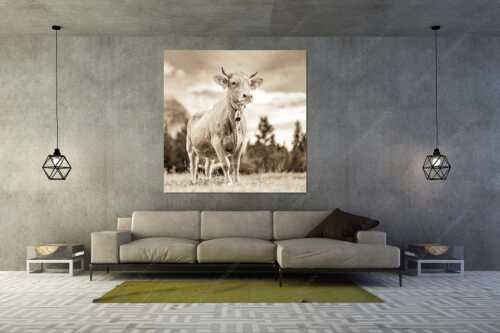 Stolzes Murnau Werdenfelser Rind auf der Sommerweide bei Krün - Junger Werdenfelser III - Größe ca. 160x160cm, Seitenverhältnis 1:1 - Murnau Werdenfelser Rind - weitere Infos unter https://www.kriner-weiermann.de