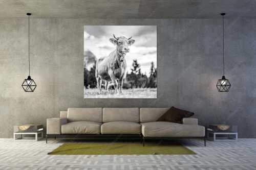 Stolzes Murnau Werdenfelser Rind auf der Sommerweide bei Krün - Junger Werdenfelser III - Größe ca. 160x160cm, Seitenverhältnis 1:1 - Murnau Werdenfelser Rind - weitere Infos unter https://www.kriner-weiermann.de