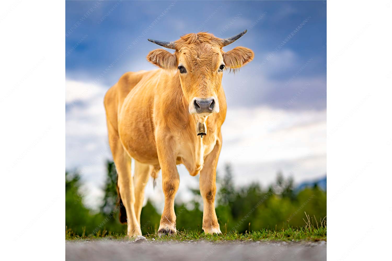 Junger Werdenfelser – Seitenverhältnis 1:1 — Murnau Werdenfelser Rind Junges Murnau Werdenfelser Rind auf der Sommerweide bei Krün
