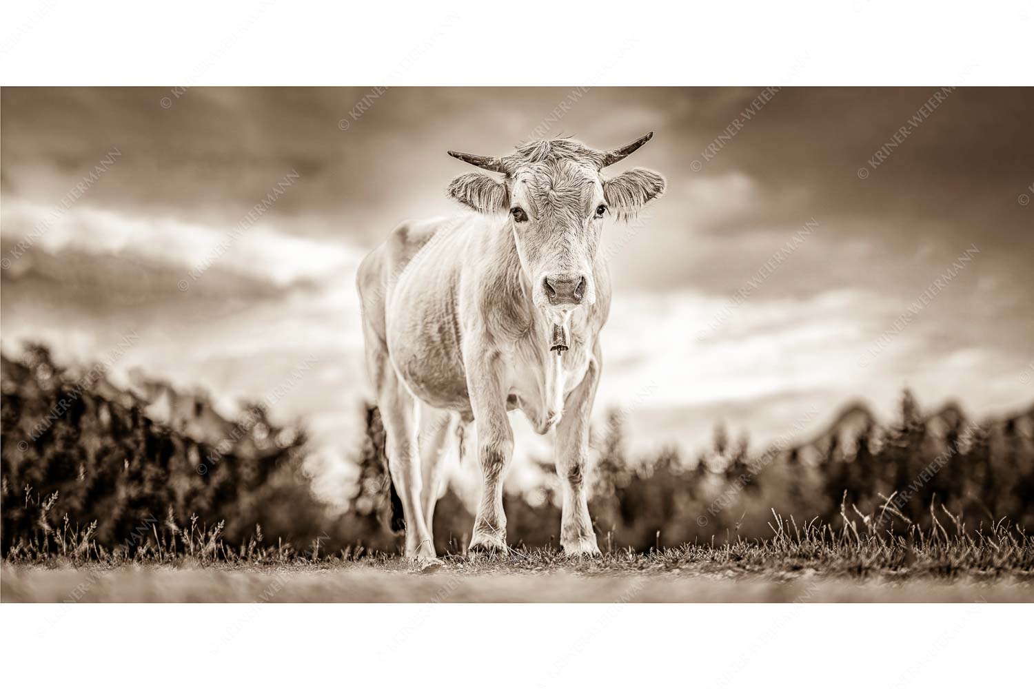 Junger Werdenfelser – Seitenverhältnis 2:1 — Murnau Werdenfelser Rind Junges Murnau Werdenfelser Rind auf der Sommerweide bei Krün