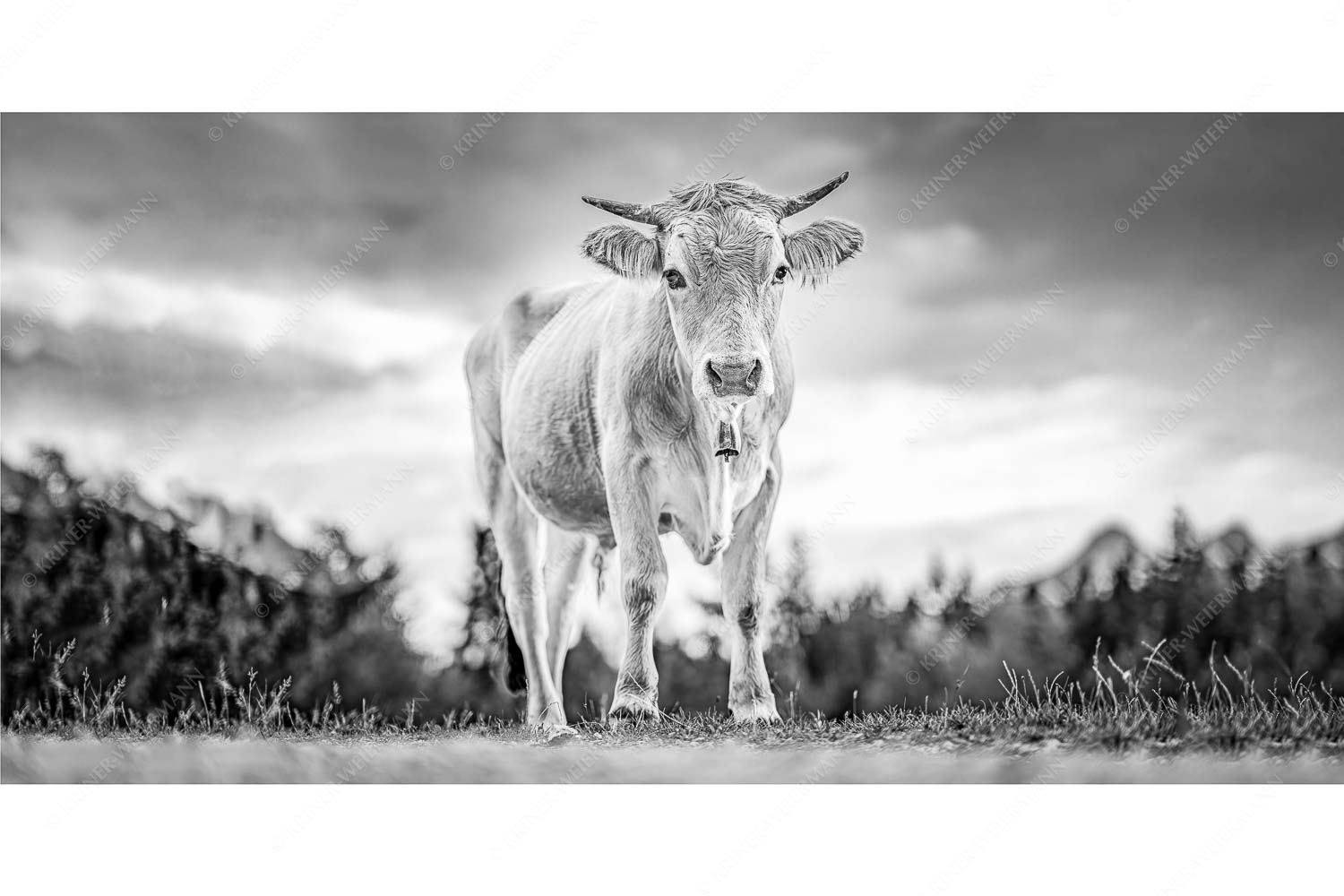 Junger Werdenfelser – Seitenverhältnis 2:1 — Murnau Werdenfelser Rind Junges Murnau Werdenfelser Rind auf der Sommerweide bei Krün