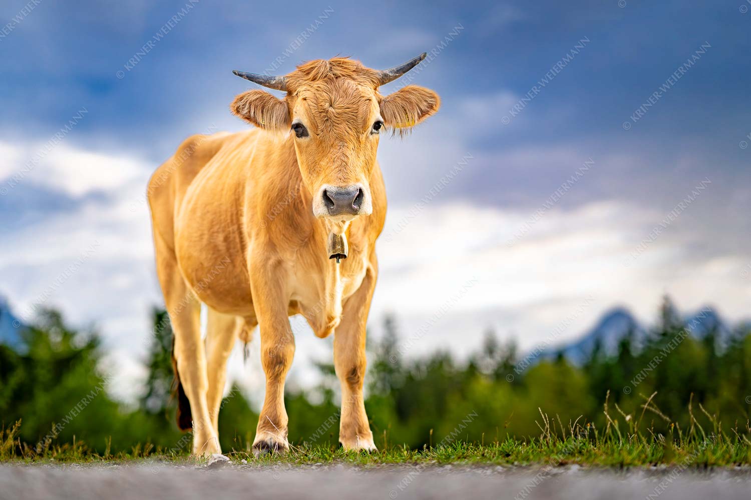 Junges Murnau Werdenfelser Rind auf der Sommerweide bei Krün