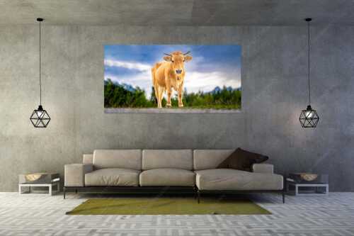 Junges Murnau Werdenfelser Rind auf der Sommerweide bei Krün - Junger Werdenfelser - Größe ca. 200x100cm, Seitenverhältnis 2:1 - Murnau Werdenfelser Rind - weitere Infos unter https://www.kriner-weiermann.de