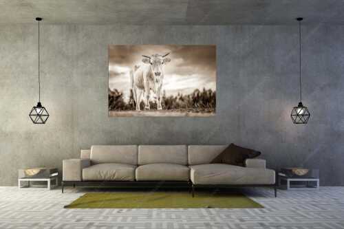 Junges Murnau Werdenfelser Rind auf der Sommerweide bei Krün - Junger Werdenfelser - Größe ca. 180x120cm, Seitenverhältnis 3:2 - Murnau Werdenfelser Rind - weitere Infos unter https://www.kriner-weiermann.de