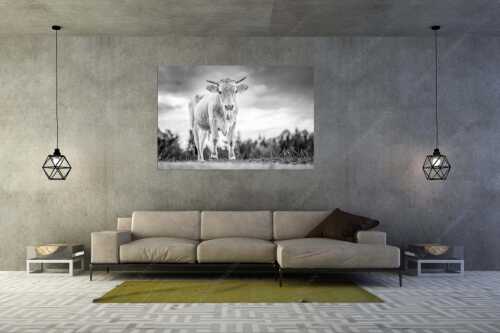 Junges Murnau Werdenfelser Rind auf der Sommerweide bei Krün - Junger Werdenfelser - Größe ca. 180x120cm, Seitenverhältnis 3:2 - Murnau Werdenfelser Rind - weitere Infos unter https://www.kriner-weiermann.de
