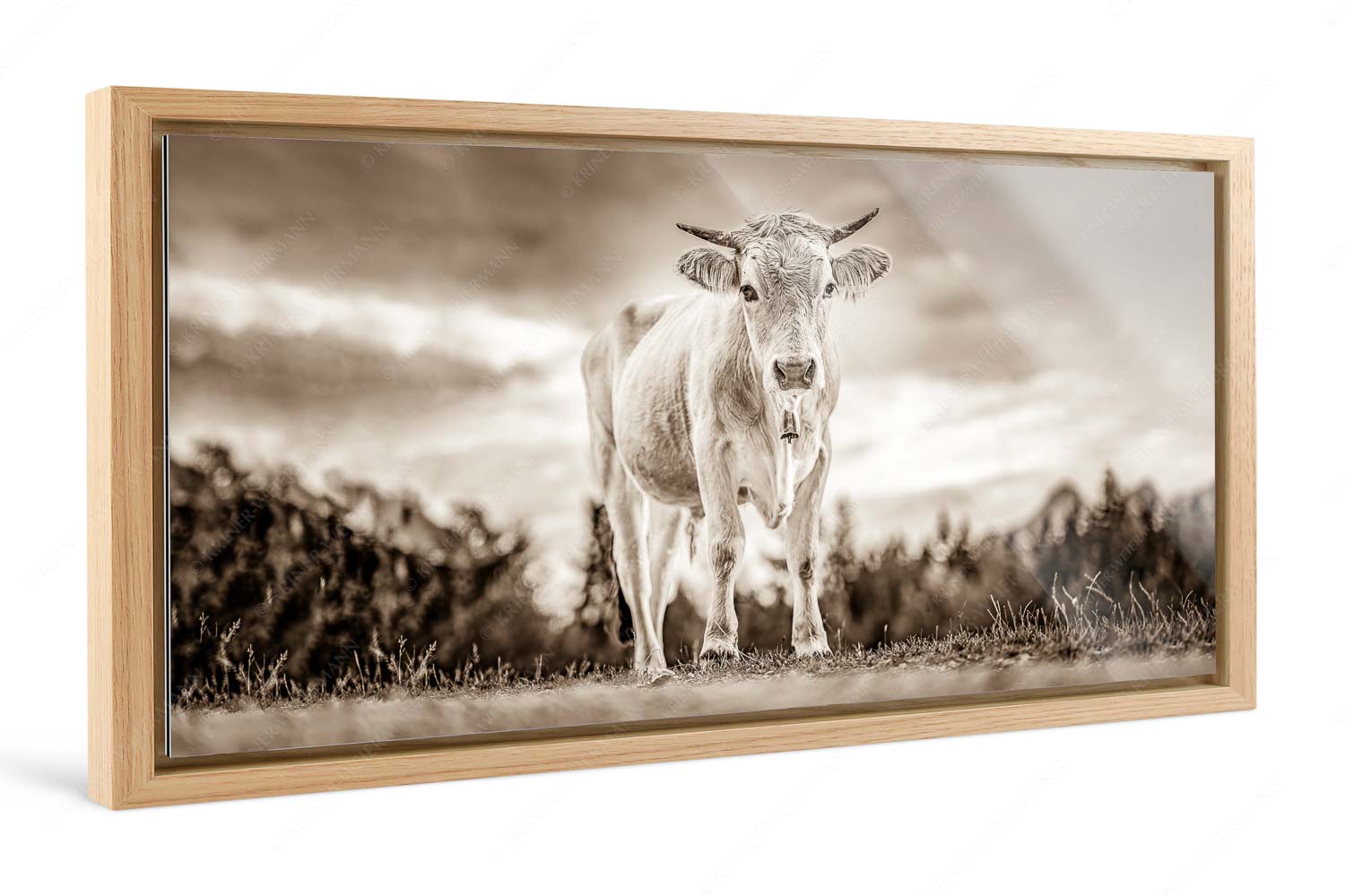 Junger Werdenfelser – Foto im Schattenfugen-Rahmen — Murnau Werdenfelser Rind Junges Murnau Werdenfelser Rind auf der Sommerweide bei Krün - Junger Werdenfelser - Foto im Schattenfugen-Rahmen - Murnau Werdenfelser Rind - weitere Infos unter https://www.kriner-weiermann.de