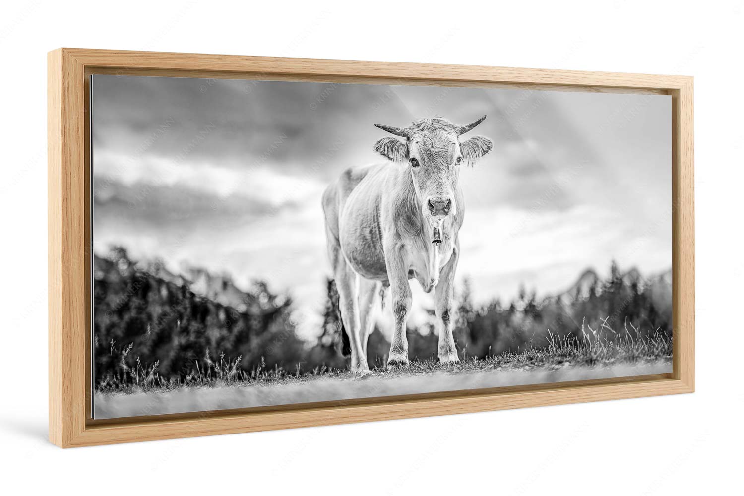 Junger Werdenfelser – Foto im Schattenfugen-Rahmen — Murnau Werdenfelser Rind Junges Murnau Werdenfelser Rind auf der Sommerweide bei Krün - Junger Werdenfelser - Foto im Schattenfugen-Rahmen - Murnau Werdenfelser Rind - weitere Infos unter https://www.kriner-weiermann.de