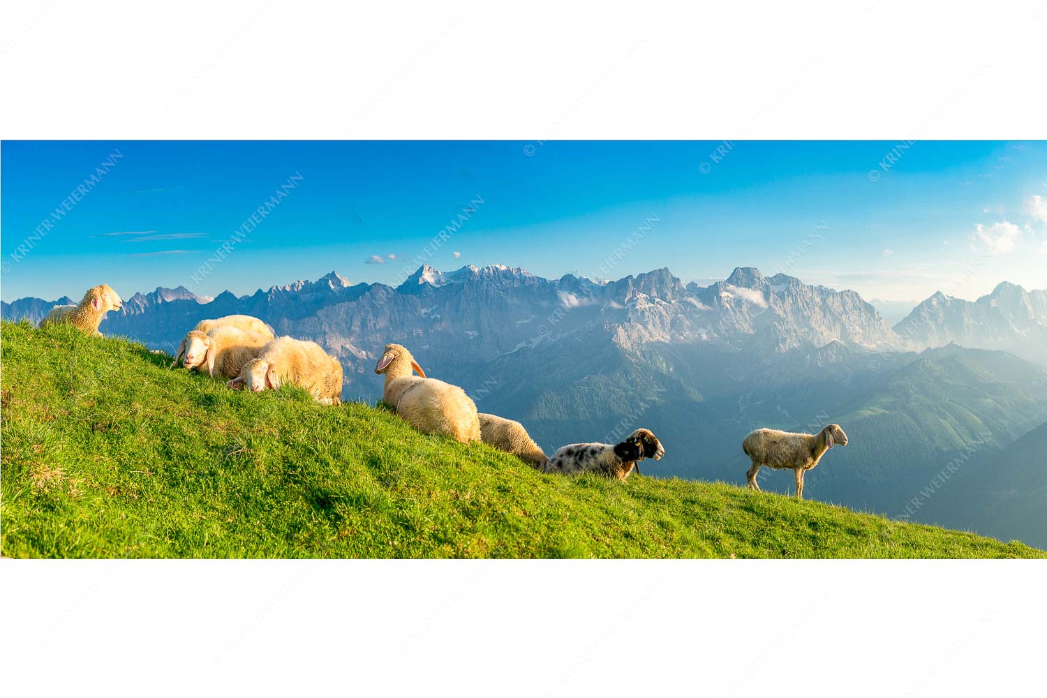 Karwendelprominenz II – Seitenverhältnis 2,5:1 — Schafe im Karwendel Bergschafe auf dem Schafreiter mit Blick zum Karwendelhauptkamm