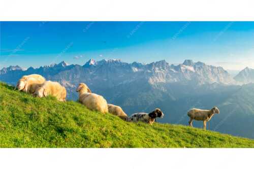 Bergschafe auf dem Schafreiter mit Blick zum Karwendelhauptkamm - Karwendelprominenz II - Seitenverhältnis 2:1 - Schafe im Karwendel - weitere Infos unter https://www.kriner-weiermann.de