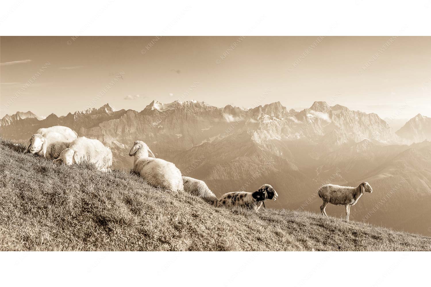 Karwendelprominenz II – Seitenverhältnis 2:1 — Schafe im Karwendel Bergschafe auf dem Schafreiter mit Blick zum Karwendelhauptkamm