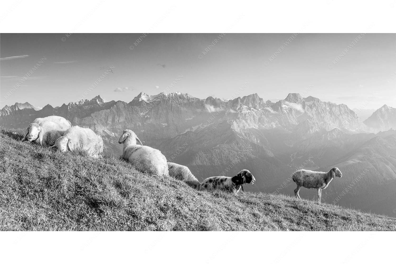 Karwendelprominenz II – Seitenverhältnis 2:1 — Schafe im Karwendel Bergschafe auf dem Schafreiter mit Blick zum Karwendelhauptkamm