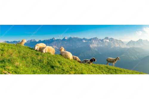 Bergschafe auf dem Schafreiter mit Blick zum Karwendelhauptkamm - Karwendelprominenz II - Seitenverhältnis 3:1 - Schafe im Karwendel - weitere Infos unter https://www.kriner-weiermann.de