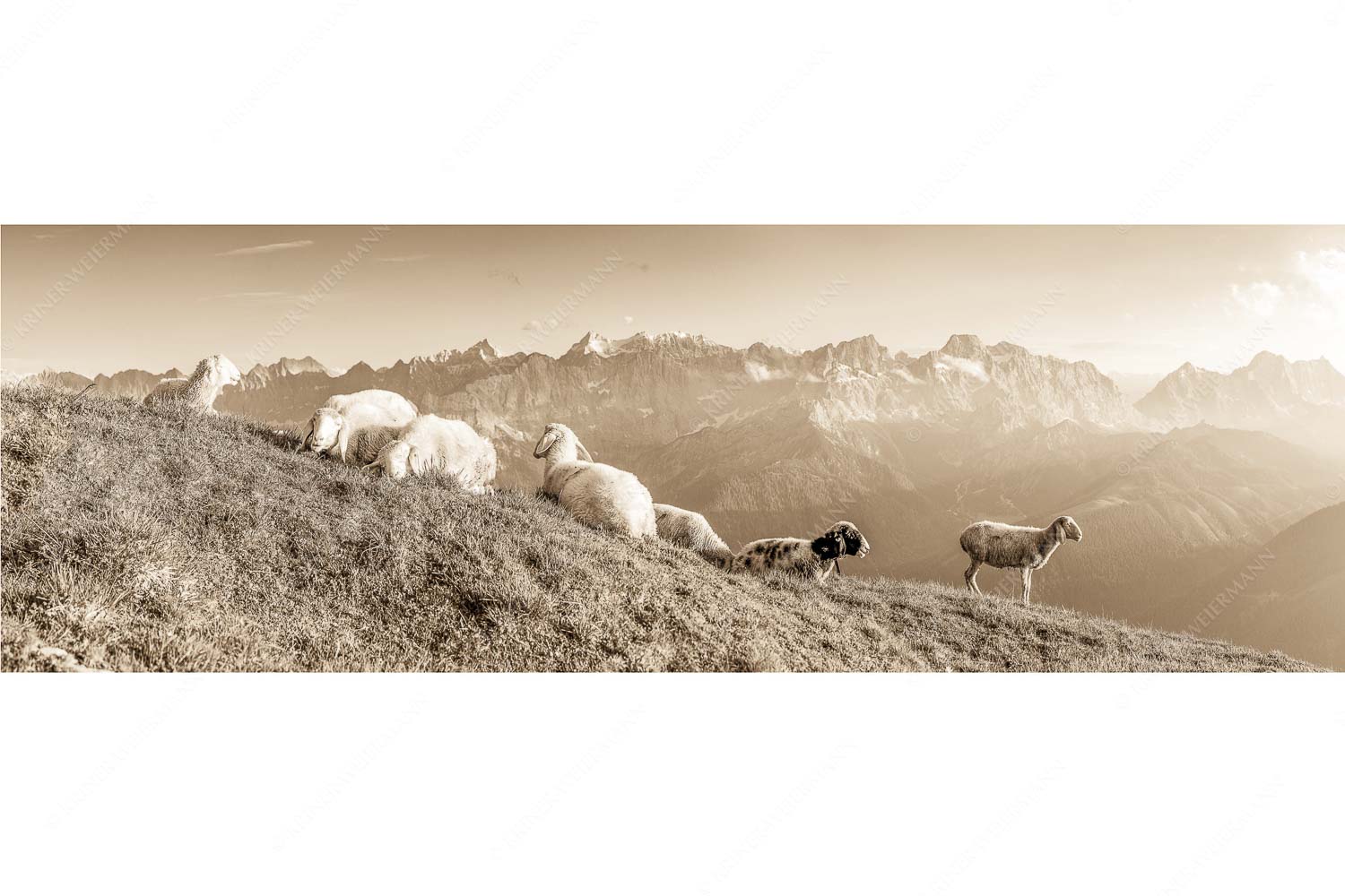Karwendelprominenz II – Seitenverhältnis 3:1 — Schafe im Karwendel Bergschafe auf dem Schafreiter mit Blick zum Karwendelhauptkamm