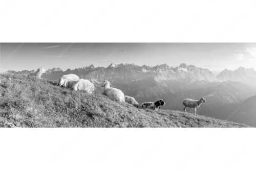 Bergschafe auf dem Schafreiter mit Blick zum Karwendelhauptkamm - Karwendelprominenz II - Seitenverhältnis 3:1 - Schafe im Karwendel - weitere Infos unter https://www.kriner-weiermann.de