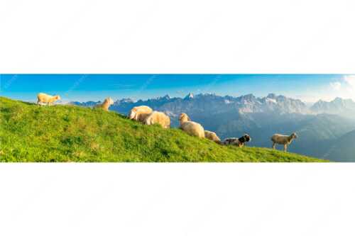 Bergschafe auf dem Schafreiter mit Blick zum Karwendelhauptkamm - Karwendelprominenz II - Seitenverhältnis 4:1 - Schafe im Karwendel - weitere Infos unter https://www.kriner-weiermann.de