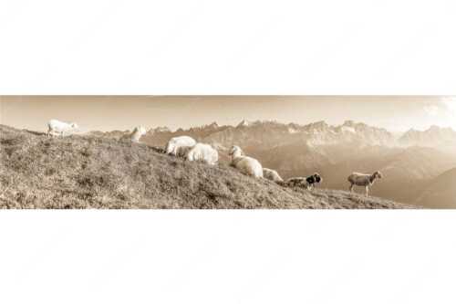 Bergschafe auf dem Schafreiter mit Blick zum Karwendelhauptkamm - Karwendelprominenz II - Seitenverhältnis 4:1 - Schafe im Karwendel - weitere Infos unter https://www.kriner-weiermann.de