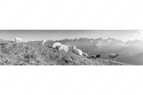 Bergschafe auf dem Schafreiter mit Blick zum Karwendelhauptkamm - Karwendelprominenz II - Seitenverhältnis 4:1 - Schafe im Karwendel - weitere Infos unter https://www.kriner-weiermann.de