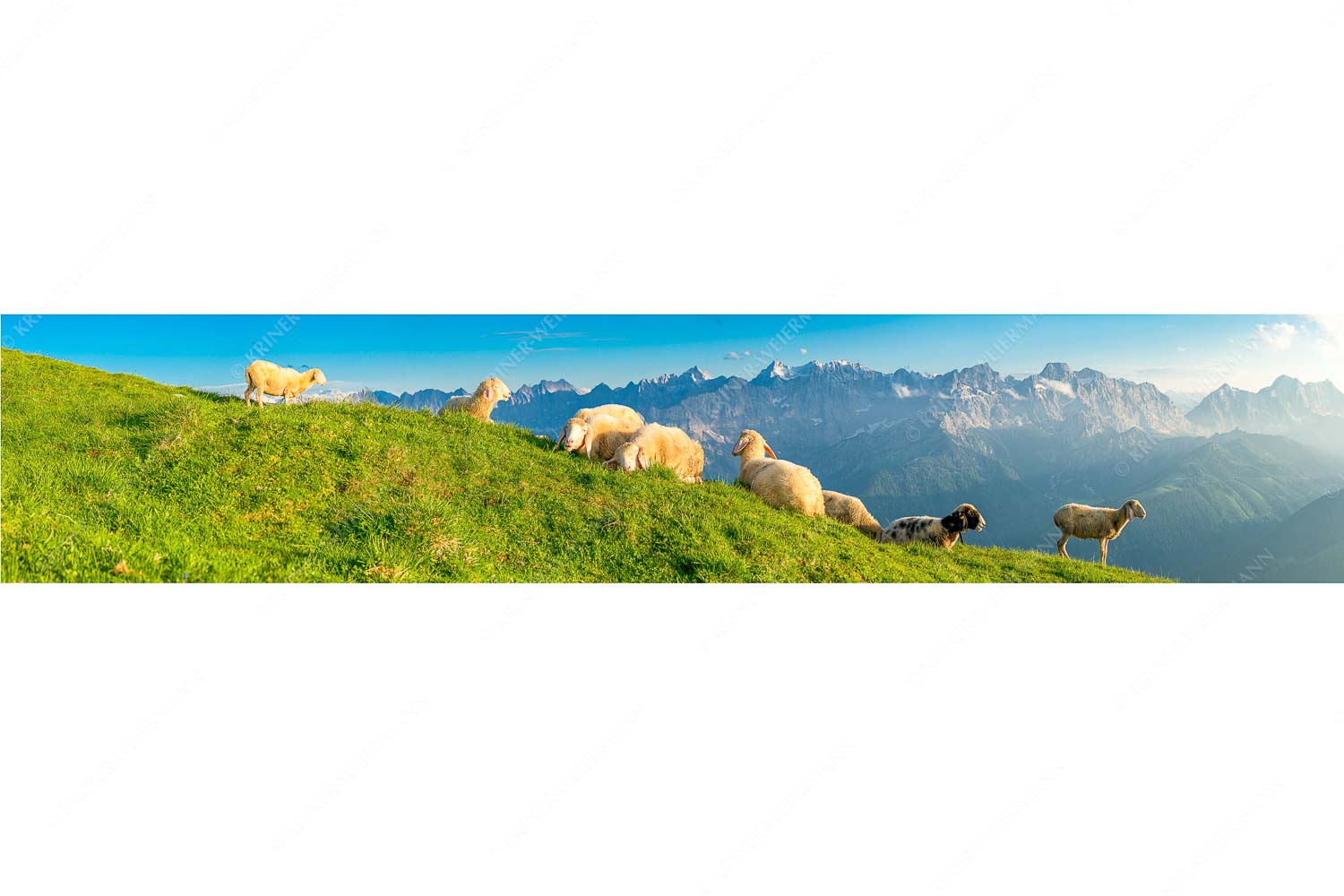 Karwendelprominenz II – Seitenverhältnis 5:1 — Schafe im Karwendel Bergschafe auf dem Schafreiter mit Blick zum Karwendelhauptkamm
