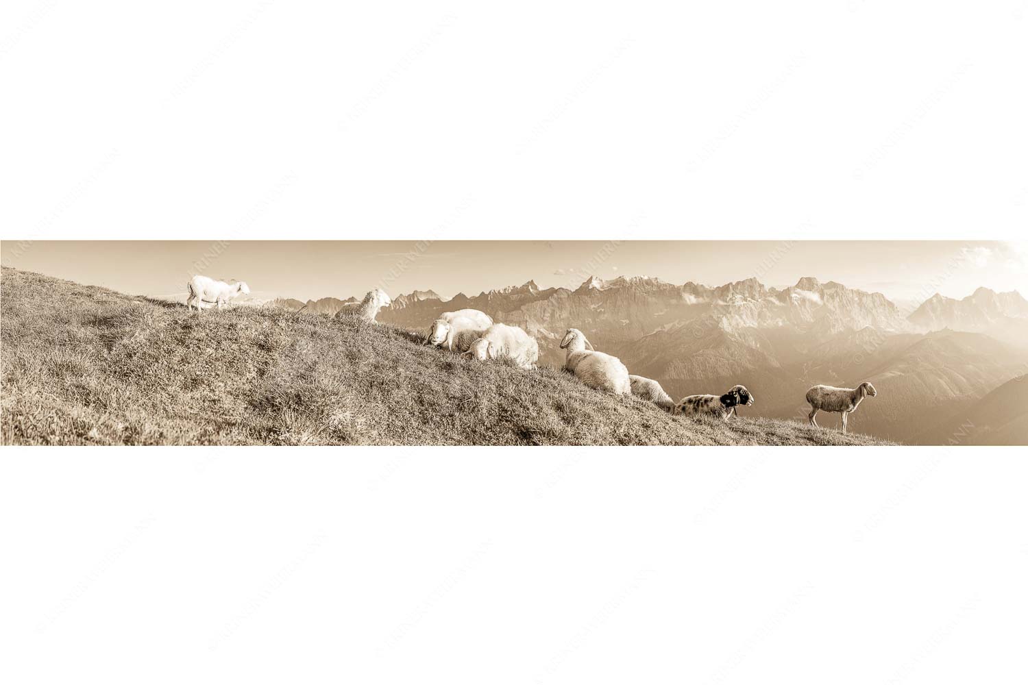 Karwendelprominenz II – Seitenverhältnis 5:1 — Schafe im Karwendel Bergschafe auf dem Schafreiter mit Blick zum Karwendelhauptkamm