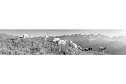Bergschafe auf dem Schafreiter mit Blick zum Karwendelhauptkamm - Karwendelprominenz II - Seitenverhältnis 5:1 - Schafe im Karwendel - weitere Infos unter https://www.kriner-weiermann.de