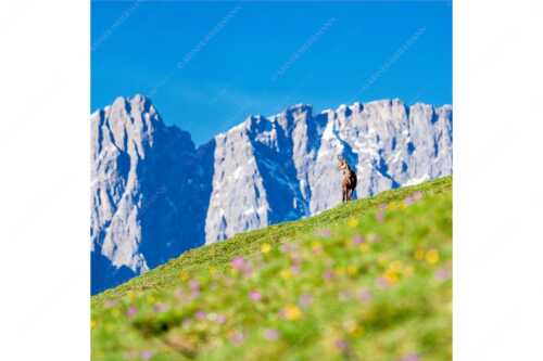 Gams auf Frühlingswiese mit Dreizinkenspitze im Karwendelgebirge - Kimmbebba - Seitenverhältnis 1:1 - Gams im Karwendel - weitere Infos unter https://www.kriner-weiermann.de