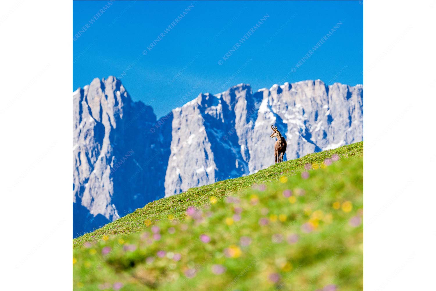 Kimmbebba – Seitenverhältnis 1:1 — Gams im Karwendel Gams auf Frühlingswiese mit Dreizinkenspitze im Karwendelgebirge