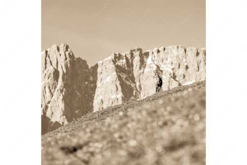 Gams auf Frühlingswiese mit Dreizinkenspitze im Karwendelgebirge - Kimmbebba - Seitenverhältnis 1:1 - Gams im Karwendel - weitere Infos unter https://www.kriner-weiermann.de