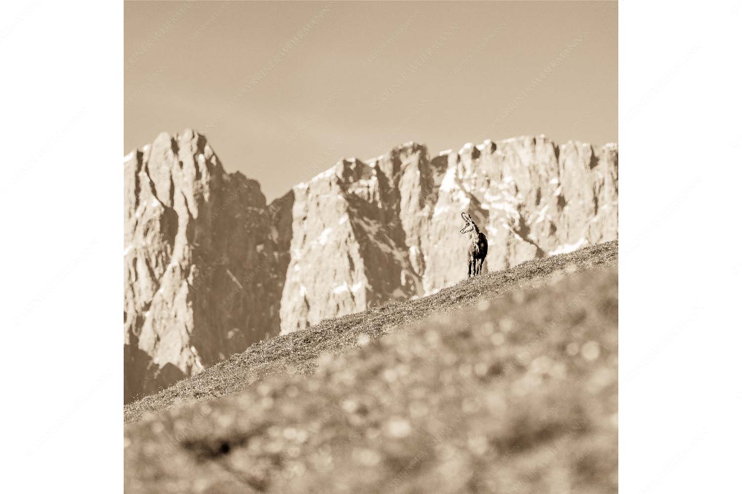 Gams auf Frühlingswiese mit Dreizinkenspitze im Karwendelgebirge