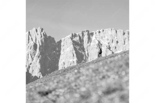 Gams auf Frühlingswiese mit Dreizinkenspitze im Karwendelgebirge - Kimmbebba - Seitenverhältnis 1:1 - Gams im Karwendel - weitere Infos unter https://www.kriner-weiermann.de