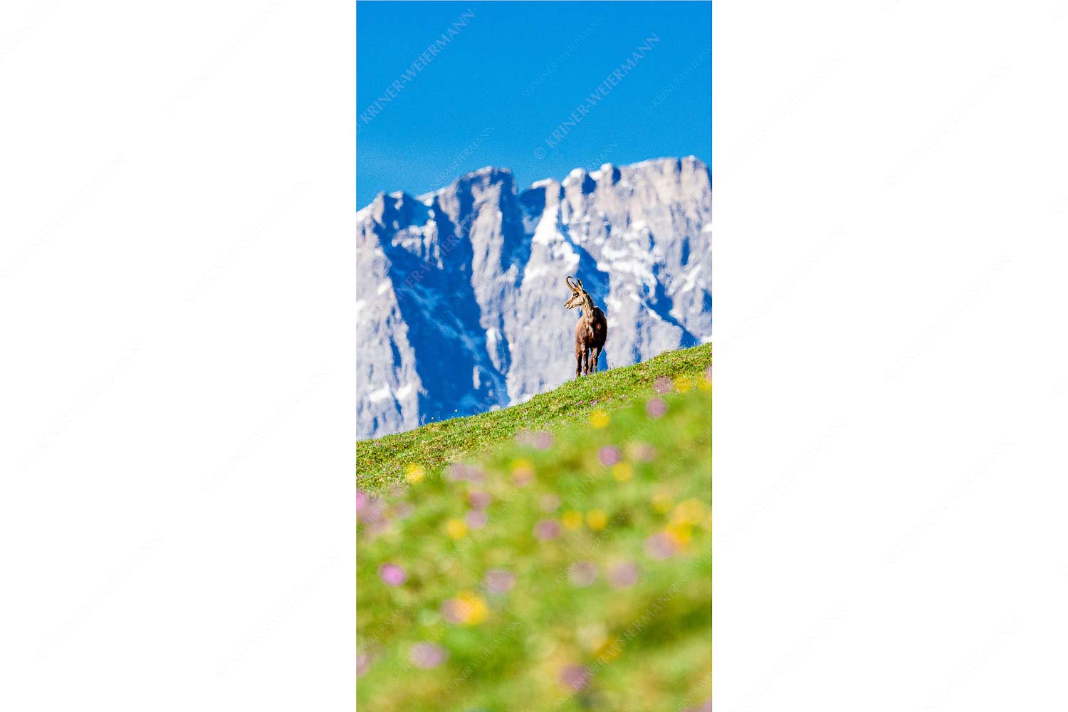Gams auf Frühlingswiese mit Dreizinkenspitze im Karwendelgebirge