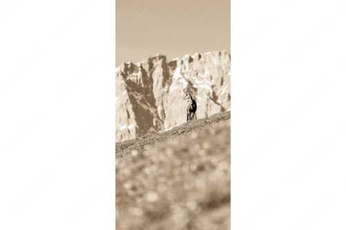 Gams auf Frühlingswiese mit Dreizinkenspitze im Karwendelgebirge - Kimmbebba - Seitenverhältnis 1:2 - Gams im Karwendel - weitere Infos unter https://www.kriner-weiermann.de