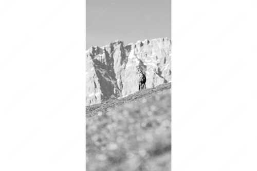 Gams auf Frühlingswiese mit Dreizinkenspitze im Karwendelgebirge - Kimmbebba - Seitenverhältnis 1:2 - Gams im Karwendel - weitere Infos unter https://www.kriner-weiermann.de