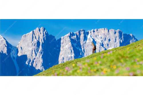 Gams auf Frühlingswiese mit Dreizinkenspitze im Karwendelgebirge - Kimmbebba - Seitenverhältnis 2,5:1 - Gams im Karwendel - weitere Infos unter https://www.kriner-weiermann.de