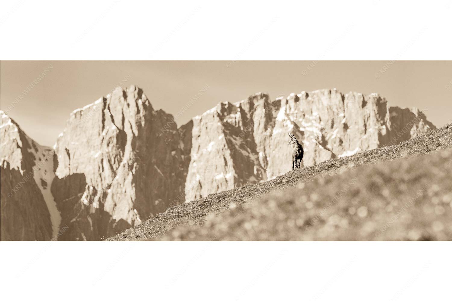 Gams auf Frühlingswiese mit Dreizinkenspitze im Karwendelgebirge