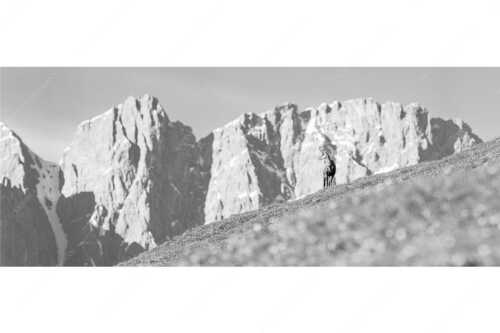 Gams auf Frühlingswiese mit Dreizinkenspitze im Karwendelgebirge - Kimmbebba - Seitenverhältnis 2,5:1 - Gams im Karwendel - weitere Infos unter https://www.kriner-weiermann.de