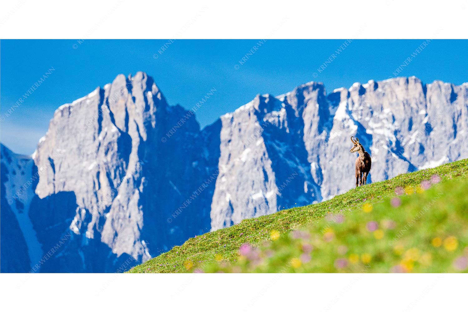 Gams auf Frühlingswiese mit Dreizinkenspitze im Karwendelgebirge