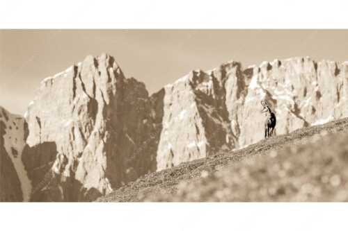 Gams auf Frühlingswiese mit Dreizinkenspitze im Karwendelgebirge - Kimmbebba - Seitenverhältnis 2:1 - Gams im Karwendel - weitere Infos unter https://www.kriner-weiermann.de