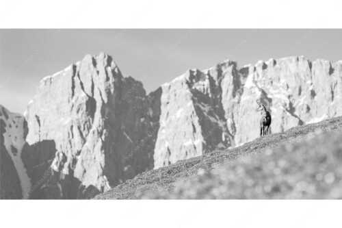 Gams auf Frühlingswiese mit Dreizinkenspitze im Karwendelgebirge - Kimmbebba - Seitenverhältnis 2:1 - Gams im Karwendel - weitere Infos unter https://www.kriner-weiermann.de