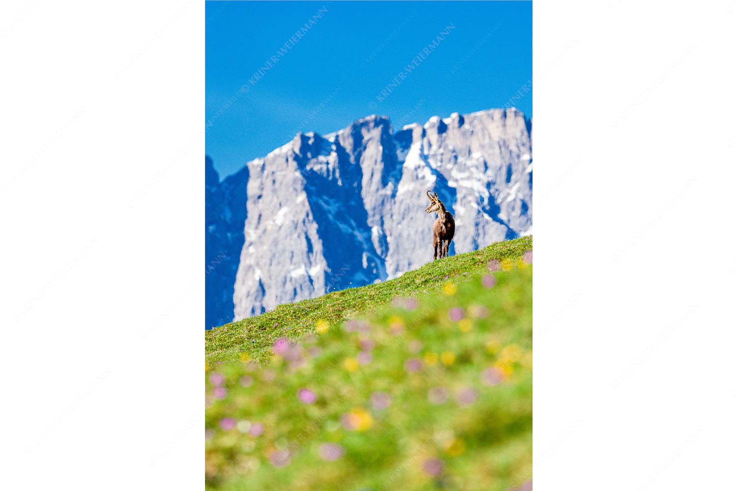 Gams auf Frühlingswiese mit Dreizinkenspitze im Karwendelgebirge
