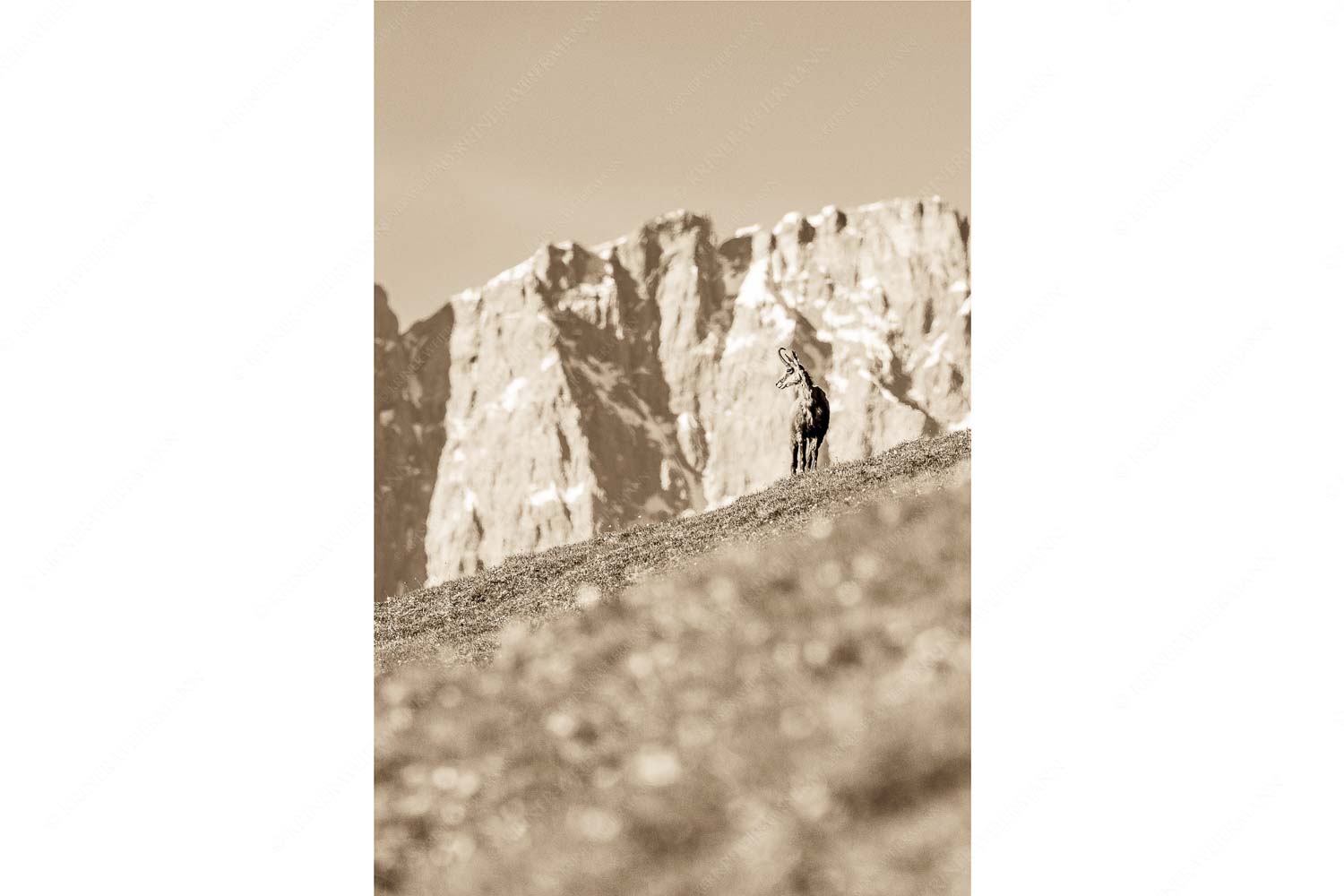 Gams auf Frühlingswiese mit Dreizinkenspitze im Karwendelgebirge