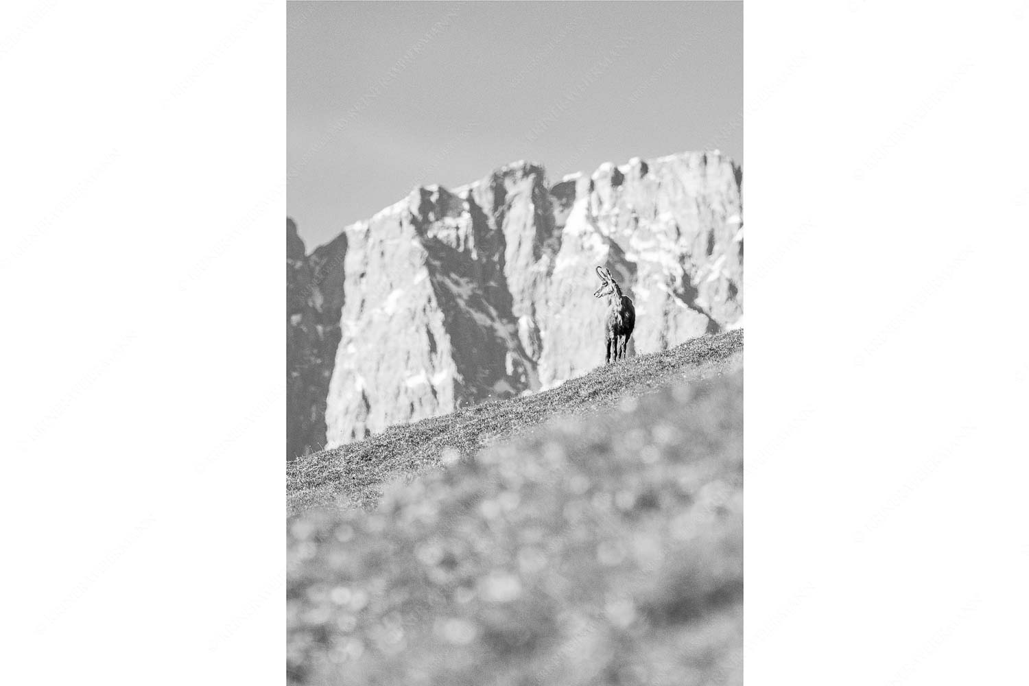 Gams auf Frühlingswiese mit Dreizinkenspitze im Karwendelgebirge - Kimmbebba - Seitenverhältnis 2:3 - Gams im Karwendel - weitere Infos unter https://www.kriner-weiermann.de