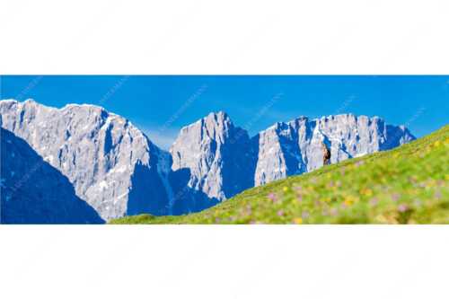 Gams auf Frühlingswiese mit Dreizinkenspitze im Karwendelgebirge - Kimmbebba - Seitenverhältnis 3:1 - Gams im Karwendel - weitere Infos unter https://www.kriner-weiermann.de