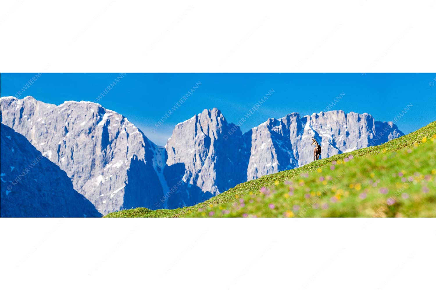 Kimmbebba – Seitenverhältnis 3:1 — Gams im Karwendel Gams auf Frühlingswiese mit Dreizinkenspitze im Karwendelgebirge