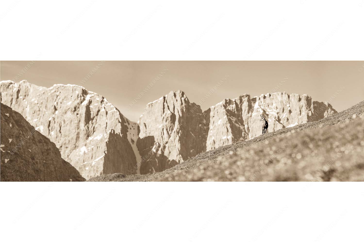 Kimmbebba – Seitenverhältnis 3:1 — Gams im Karwendel Gams auf Frühlingswiese mit Dreizinkenspitze im Karwendelgebirge