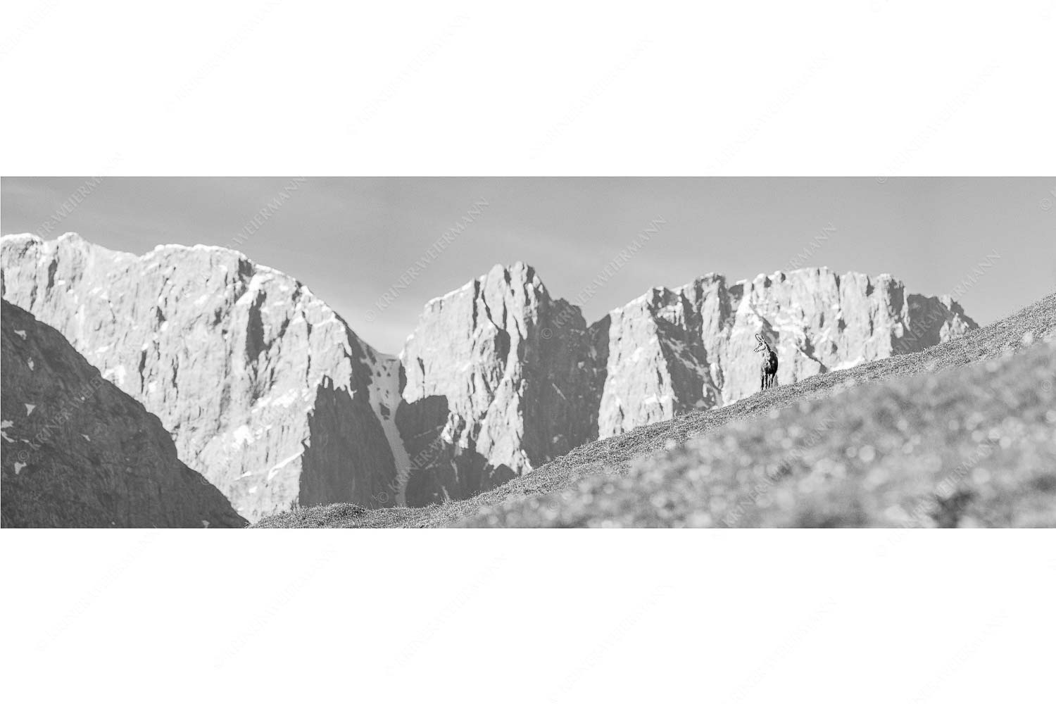 Gams auf Frühlingswiese mit Dreizinkenspitze im Karwendelgebirge