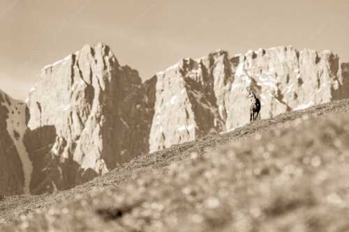 Gams auf Frühlingswiese mit Dreizinkenspitze im Karwendelgebirge - Kimmbebba - Seitenverhältnis 3:2 - Gams im Karwendel - weitere Infos unter https://www.kriner-weiermann.de