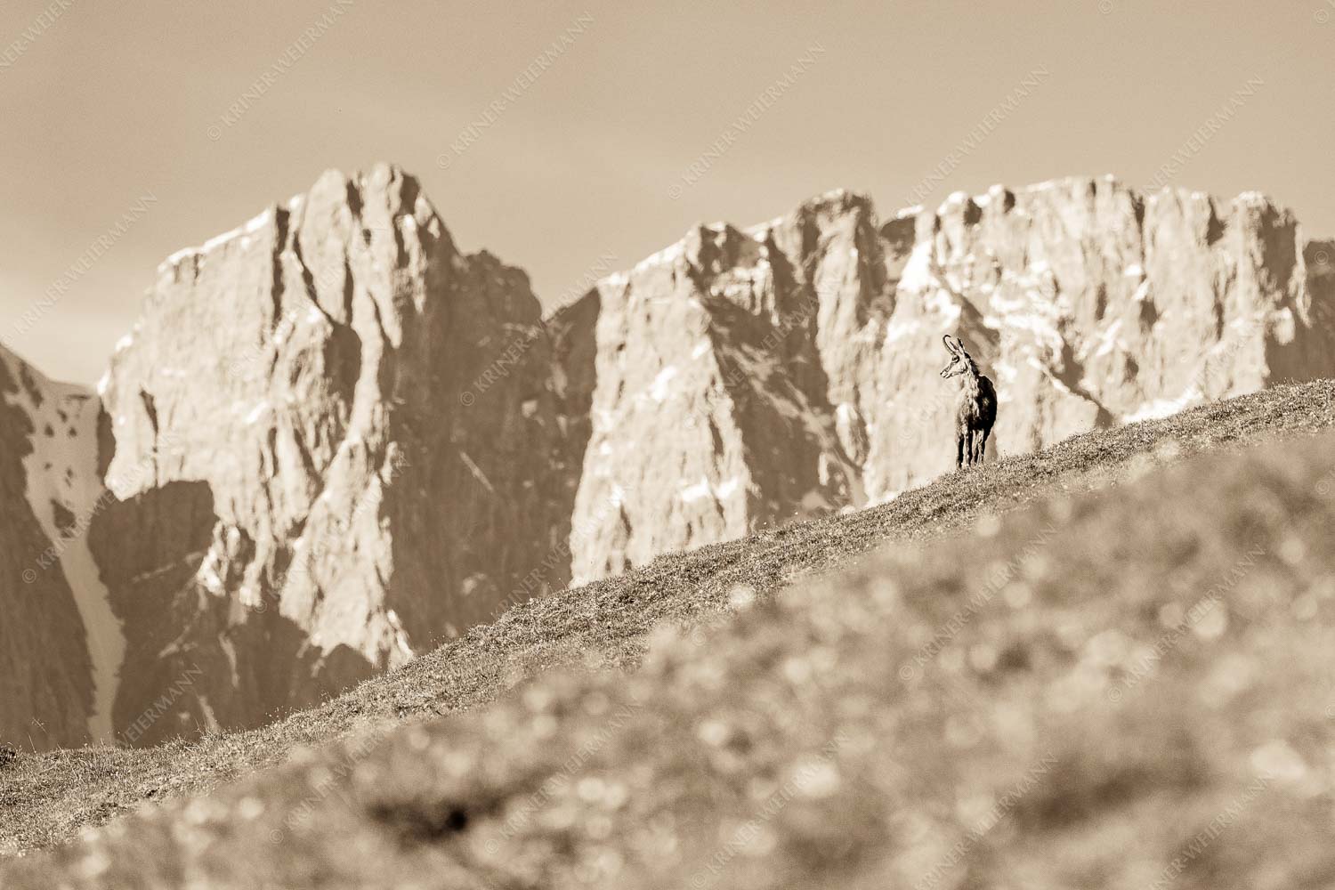 Kimmbebba – Seitenverhältnis 3:2 — Gams im Karwendel Gams auf Frühlingswiese mit Dreizinkenspitze im Karwendelgebirge