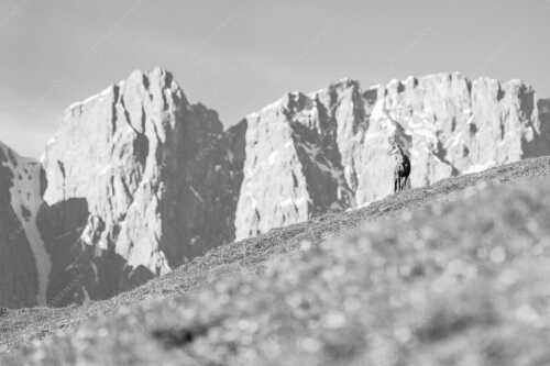 Gams auf Frühlingswiese mit Dreizinkenspitze im Karwendelgebirge - Kimmbebba - Seitenverhältnis 3:2 - Gams im Karwendel - weitere Infos unter https://www.kriner-weiermann.de