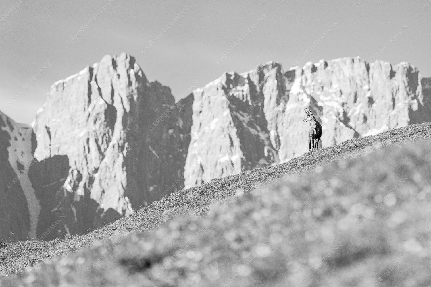 Gams auf Frühlingswiese mit Dreizinkenspitze im Karwendelgebirge