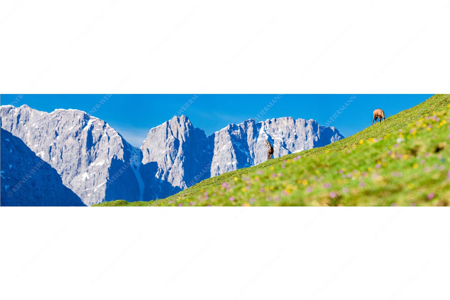 Gams auf Frühlingswiese mit Dreizinkenspitze im Karwendelgebirge - Kimmbebba - Seitenverhältnis 4:1 - Gams im Karwendel - weitere Infos unter https://www.kriner-weiermann.de